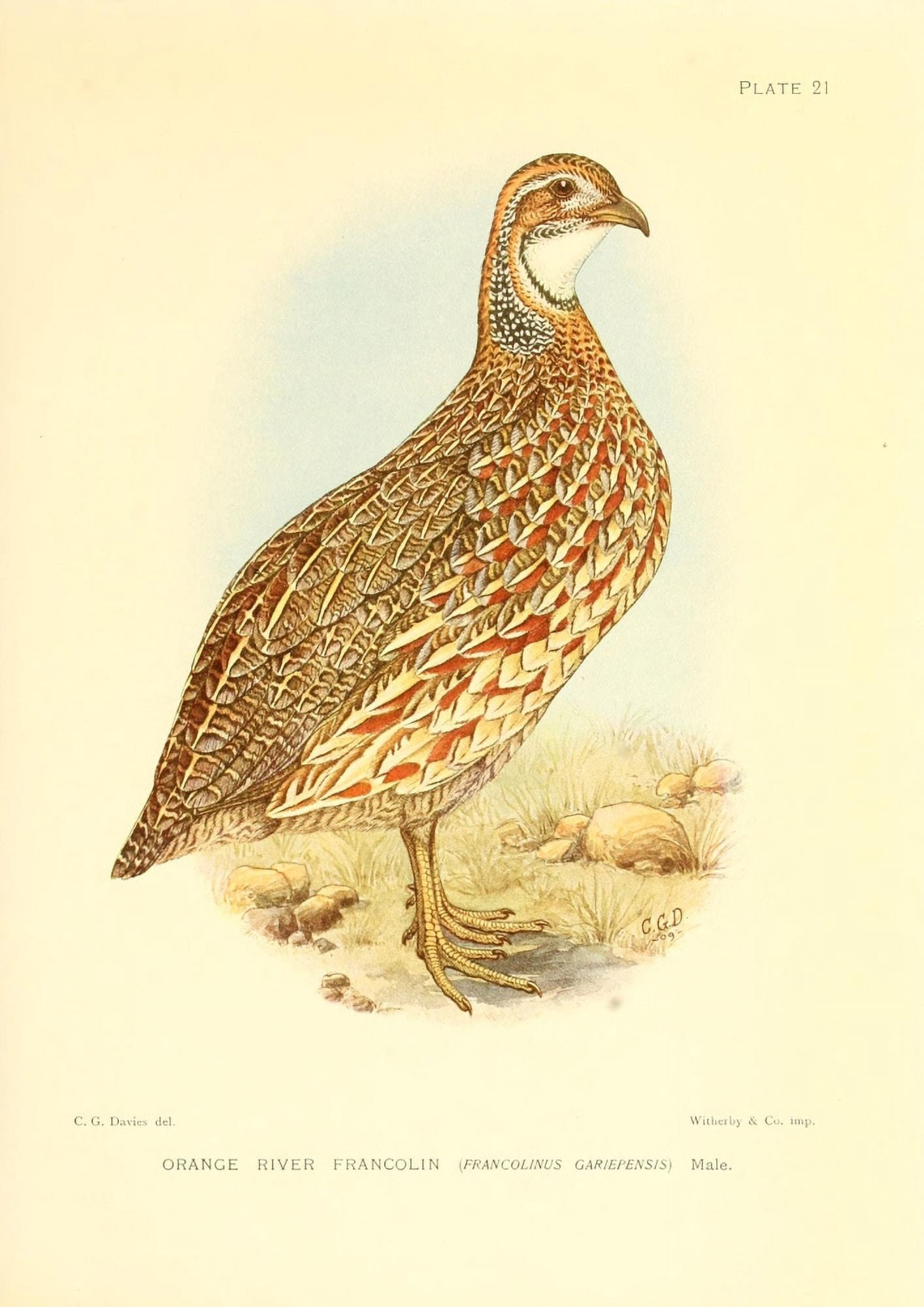 The Game-birds & Water-fowl of South Africa 1912 Orange River Francolin Canvas Art - Sergeant Charles G Davis (18 x 24)