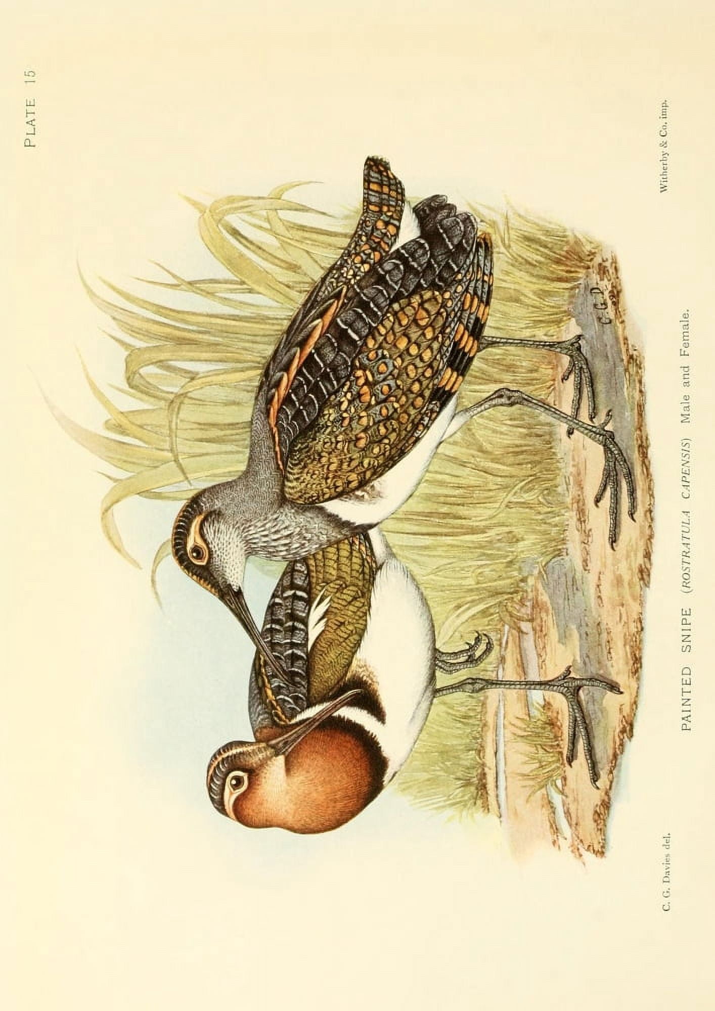 The Game-birds & Water-fowl of South Africa 1912 Painted Snipe Canvas Art - Sergeant Charles G Davis (18 x 24)