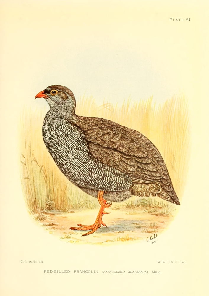 The Game-birds & Water-fowl of South Africa 1912 Red-billed Francolin Canvas Art - Sergeant Charles G Davis (18 x 24)