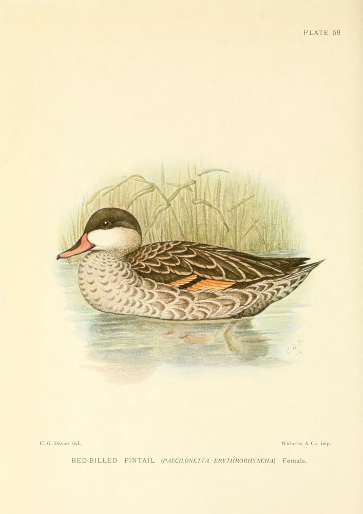 The Game-birds & Water-fowl of South Africa 1912 Red-billed Pintail Canvas Art - Sergeant Charles G Davis (24 x 36)
