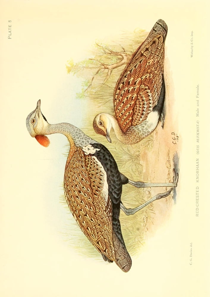 The Game-birds & Water-fowl of South Africa 1912 Red-crested Knorhaan Canvas Art - Sergeant Charles G Davis (18 x 24)