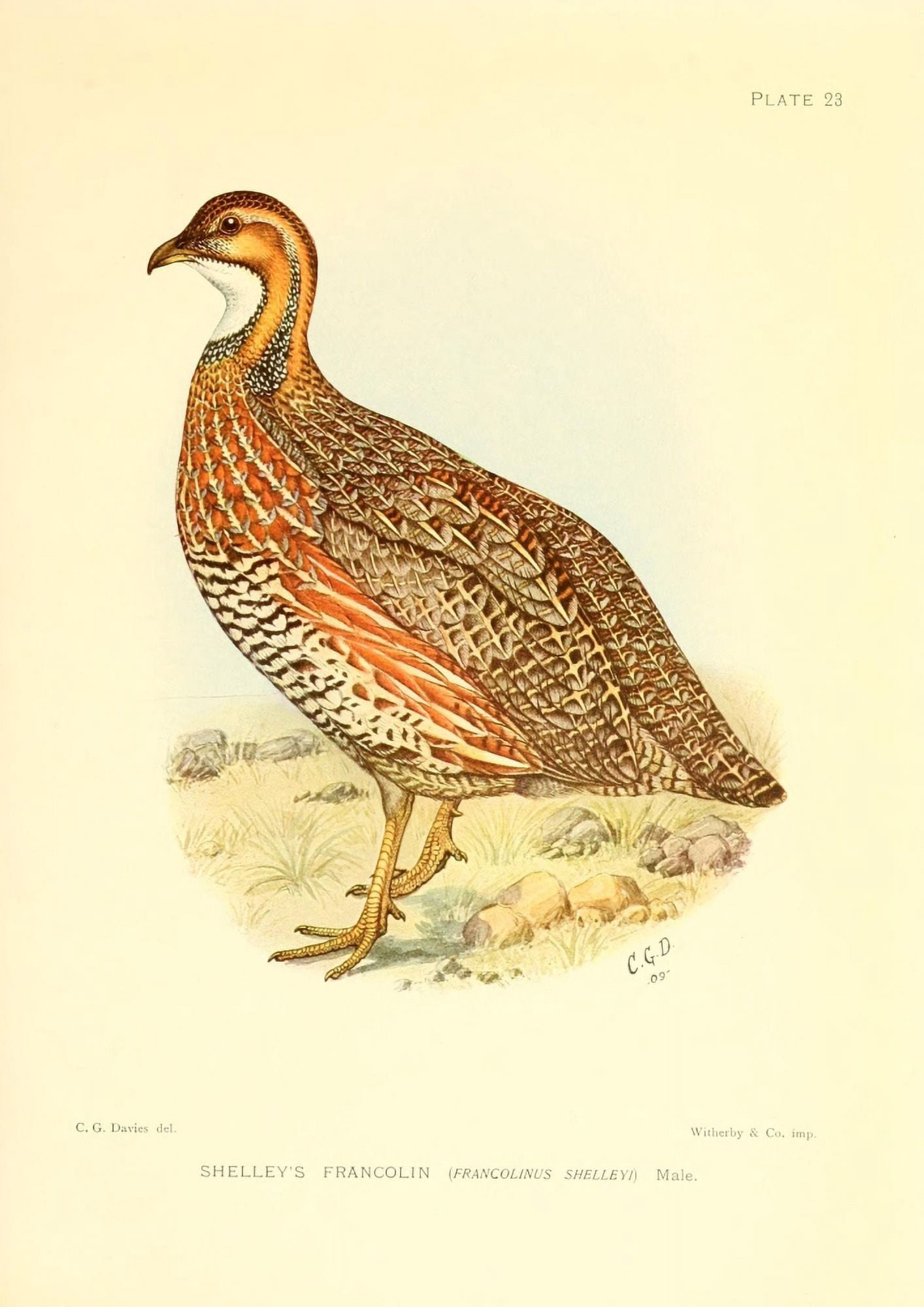 The Game-birds & Water-fowl of South Africa 1912 Shelleys Francolin Canvas Art - Sergeant Charles G Davis (24 x 36)