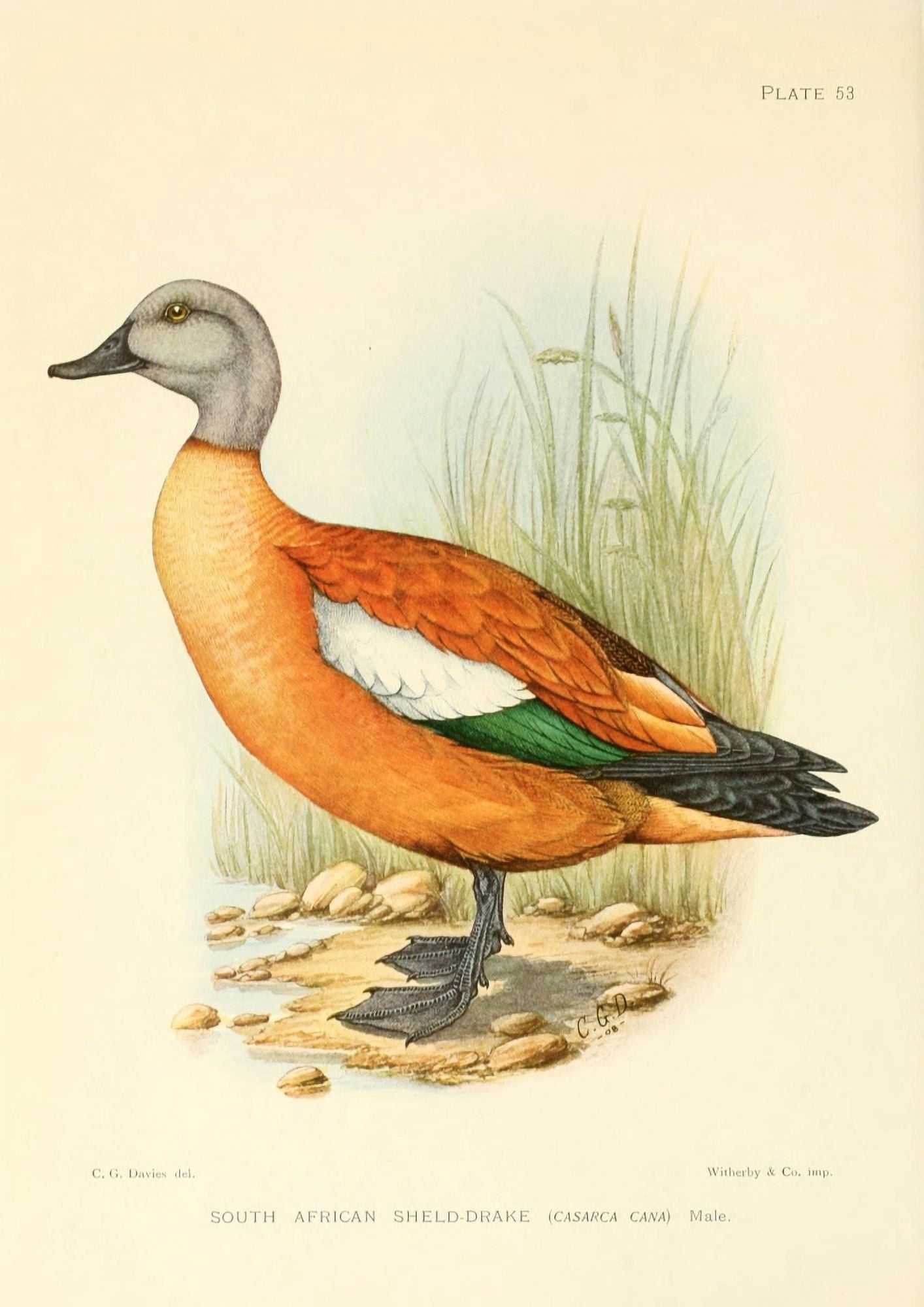 The Game-birds & Water-fowl of South Africa 1912 South African Sheld-drake Canvas Art - Sergeant Charles G Davis (24 x 36)