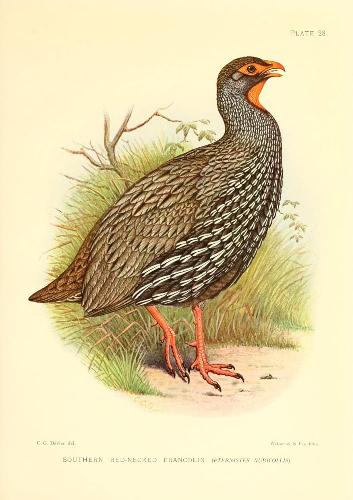 The Game-birds & Water-fowl of South Africa 1912 Southern Red-necked Francolin Canvas Art - Sergeant Charles G Davis (18 x 24)