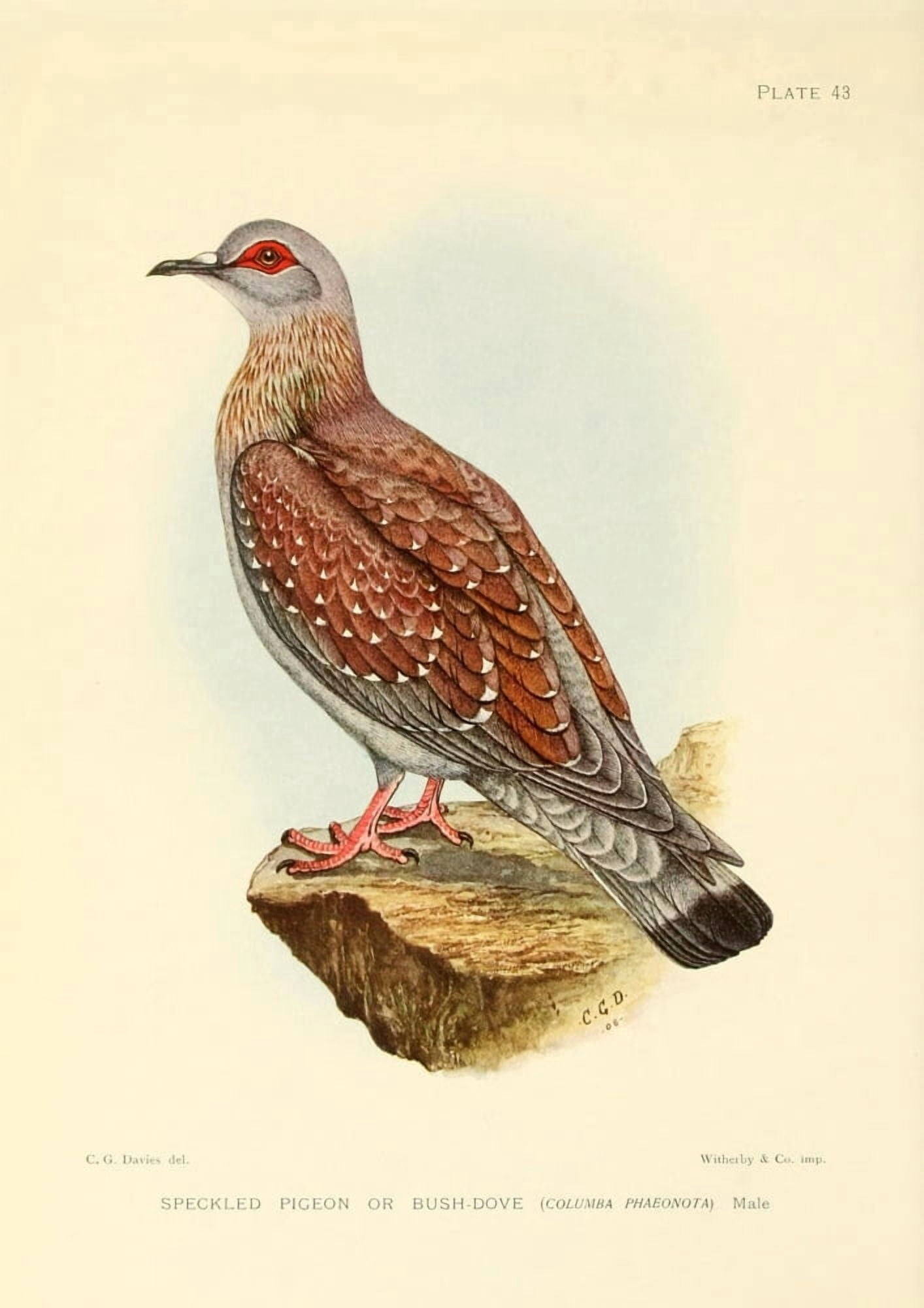The Game-birds & Water-fowl of South Africa 1912 Speckled Pigeon Canvas Art - Sergeant Charles G Davis (24 x 36)