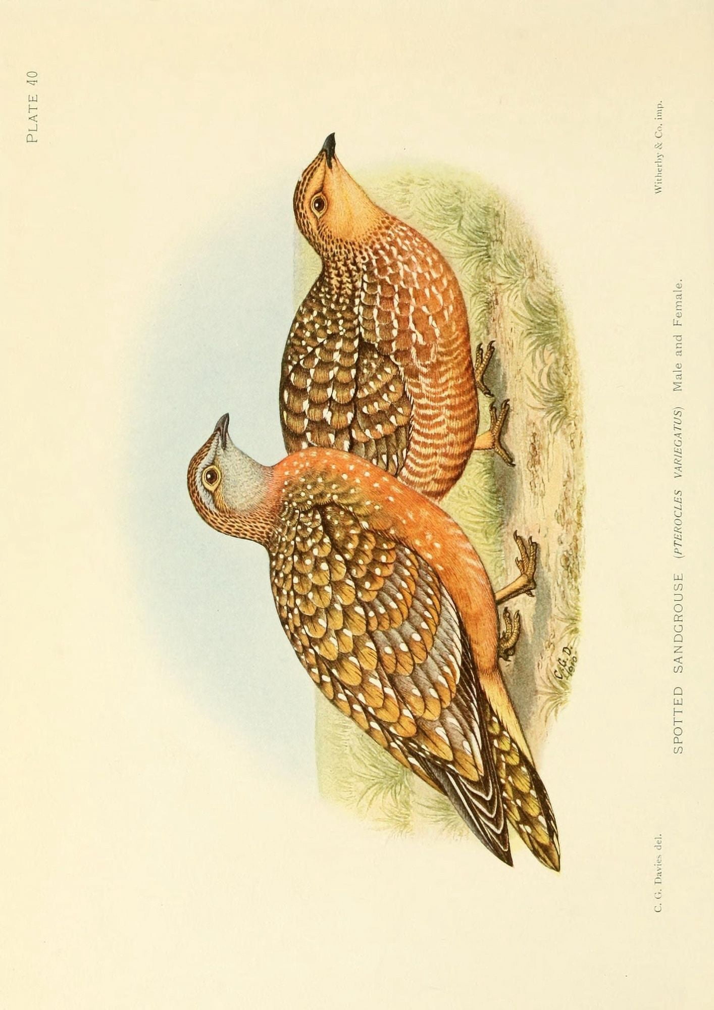 The Game-birds & Water-fowl of South Africa 1912 Spotted Sandgrouse Canvas Art - Sergeant Charles G Davis (18 x 24)