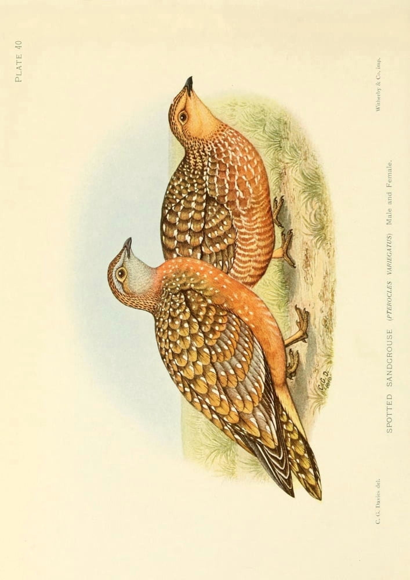 The Game-birds & Water-fowl of South Africa 1912 Spotted Sandgrouse Canvas Art - Sergeant Charles G Davis (24 x 36)