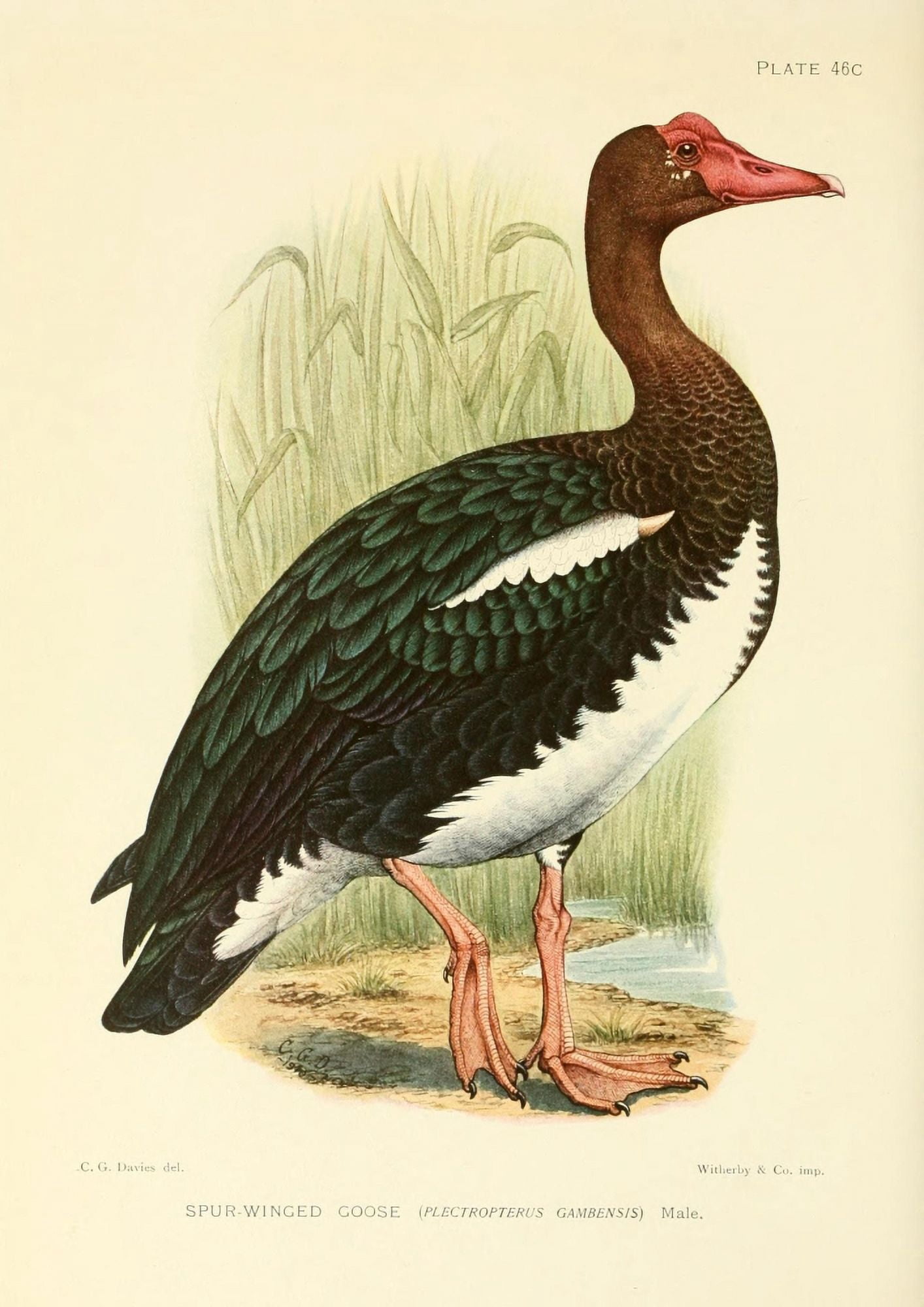 The Game-birds & Water-fowl of South Africa 1912 Spur-winged Goose 3 Canvas Art - Sergeant Charles G Davis (18 x 24)