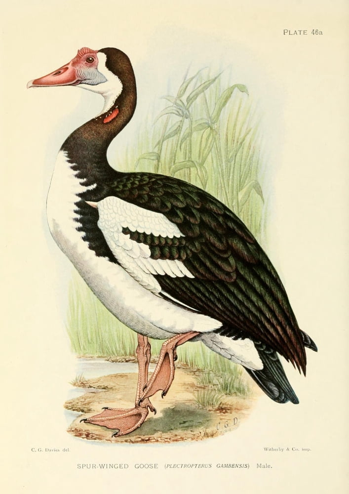 The Game-birds & Water-fowl of South Africa 1912 Spur-winged Goose Canvas Art - Sergeant Charles G Davis (18 x 24)