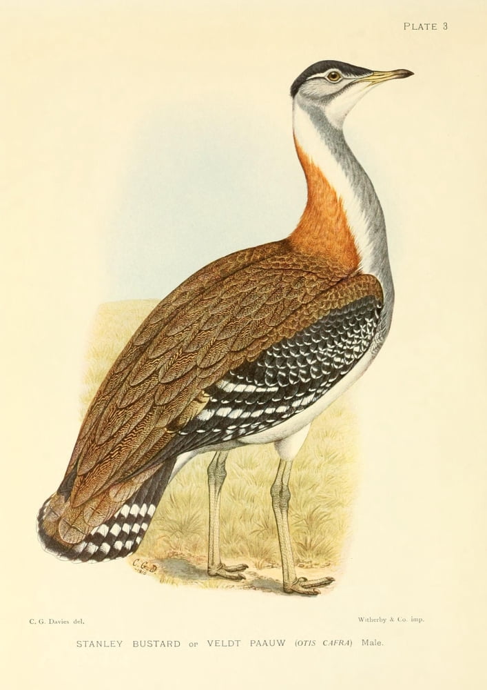 The Game-birds & Water-fowl of South Africa 1912 Stanley Bustard Canvas Art - Sergeant Charles G Davis (18 x 24)