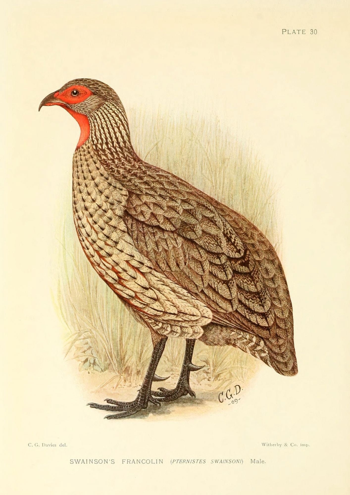 The Game-birds & Water-fowl of South Africa 1912 Swainsons Francolin Canvas Art - Sergeant Charles G Davis (18 x 24)
