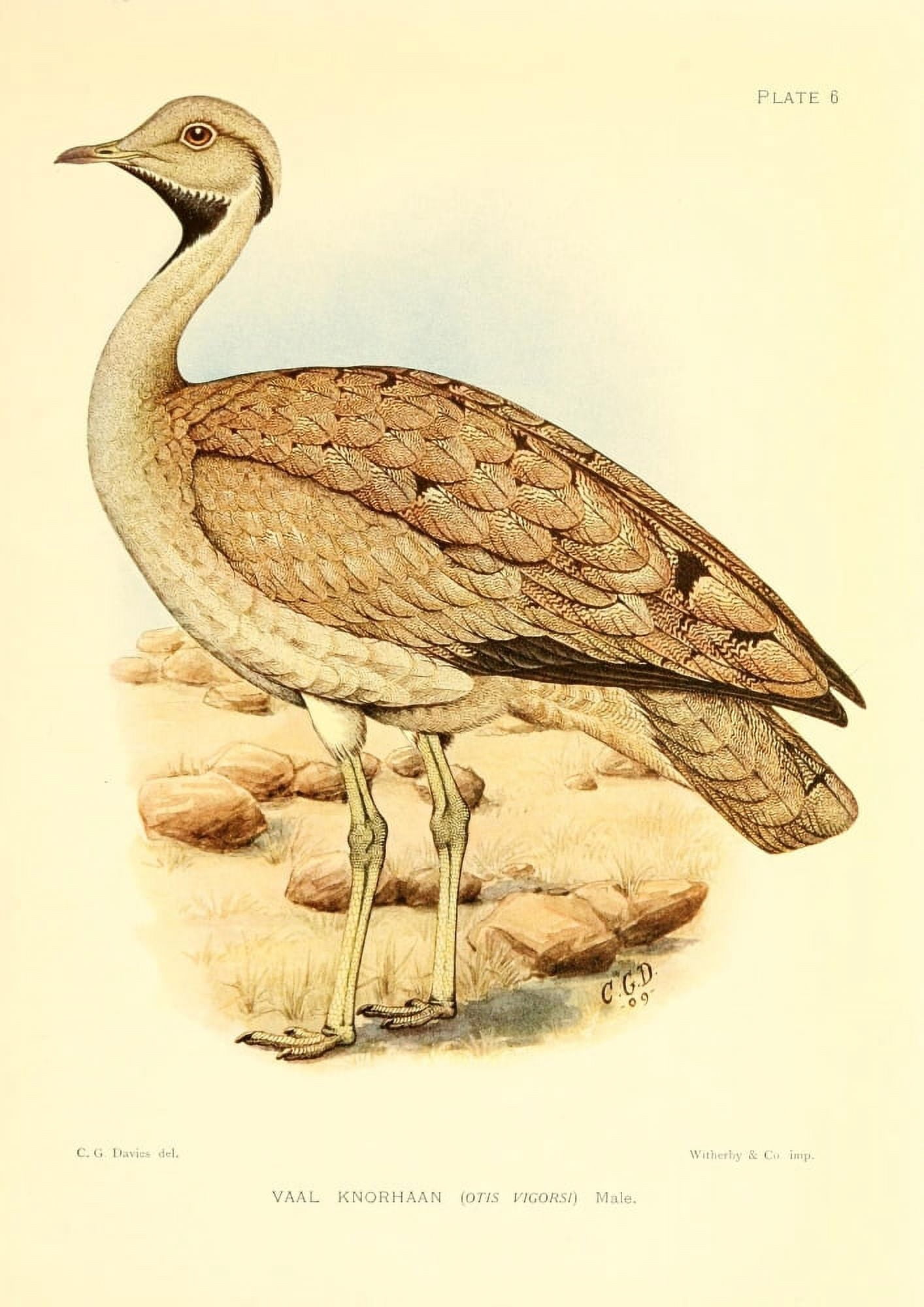 The Game-birds & Water-fowl of South Africa 1912 Vaal Knorhaan Canvas Art - Sergeant Charles G Davis (18 x 24)