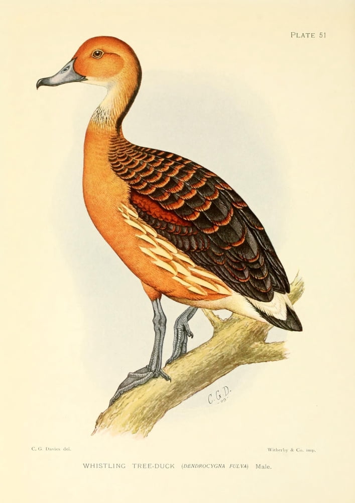 The Game-birds & Water-fowl of South Africa 1912 Whistling Tree-duck Canvas Art - Sergeant Charles G Davis (24 x 36)