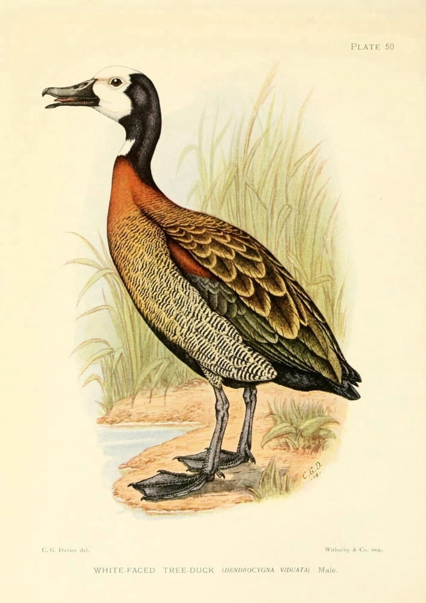 The Game-birds & Water-fowl of South Africa 1912 White-faced Tree Duck Canvas Art - Sergeant Charles G Davis (18 x 24)