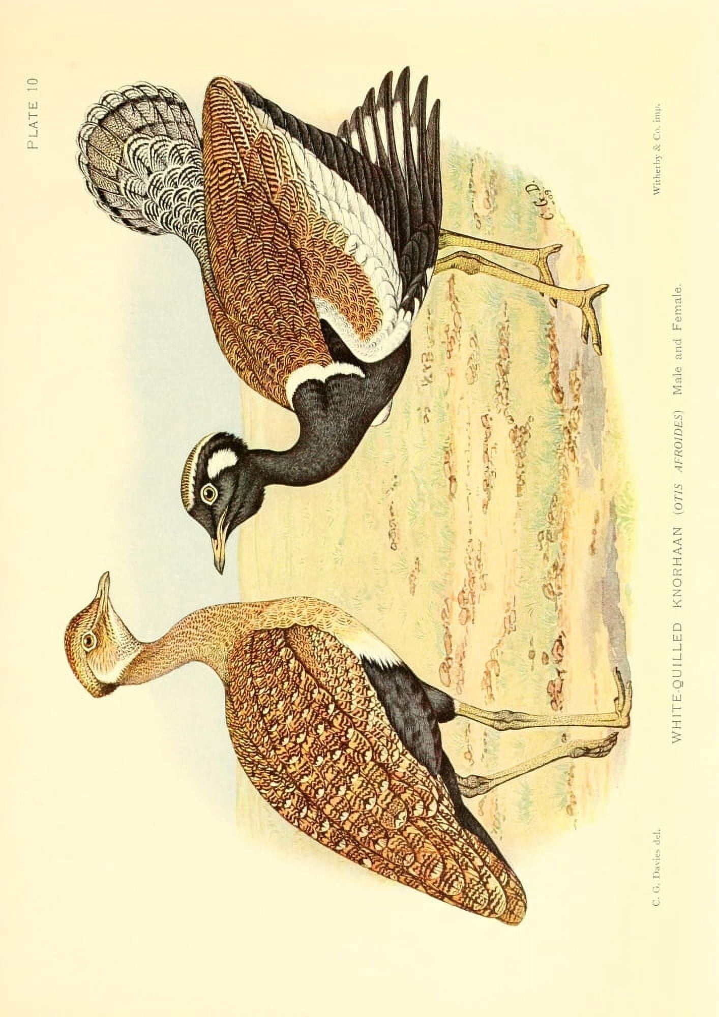 The Game-birds & Water-fowl of South Africa 1912 White-quilled Knorhaan Canvas Art - Sergeant Charles G Davis (18 x 24)