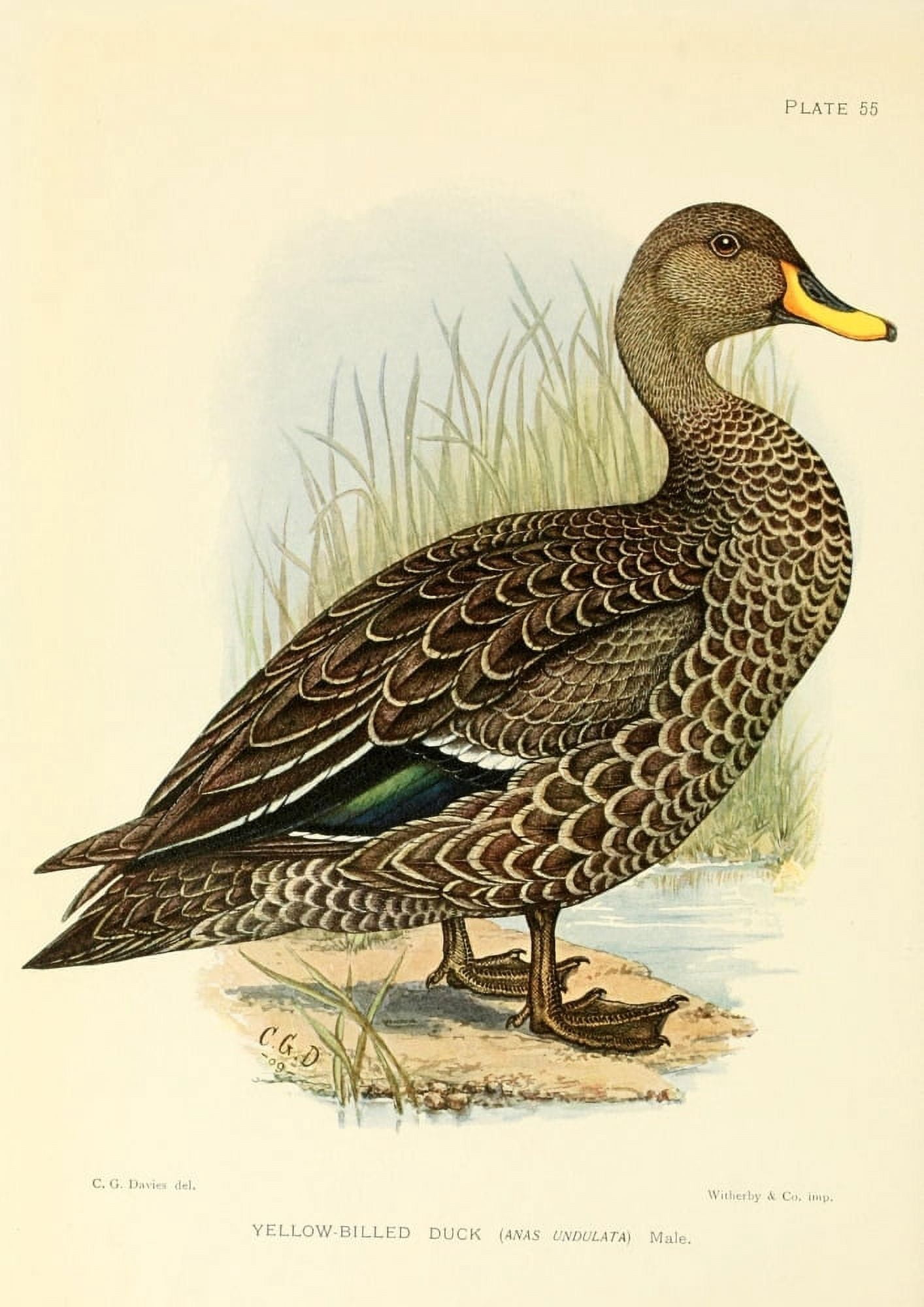 The Game-birds & Water-fowl of South Africa 1912 Yellow-billed Duck Canvas Art - Sergeant Charles G Davis (18 x 24)