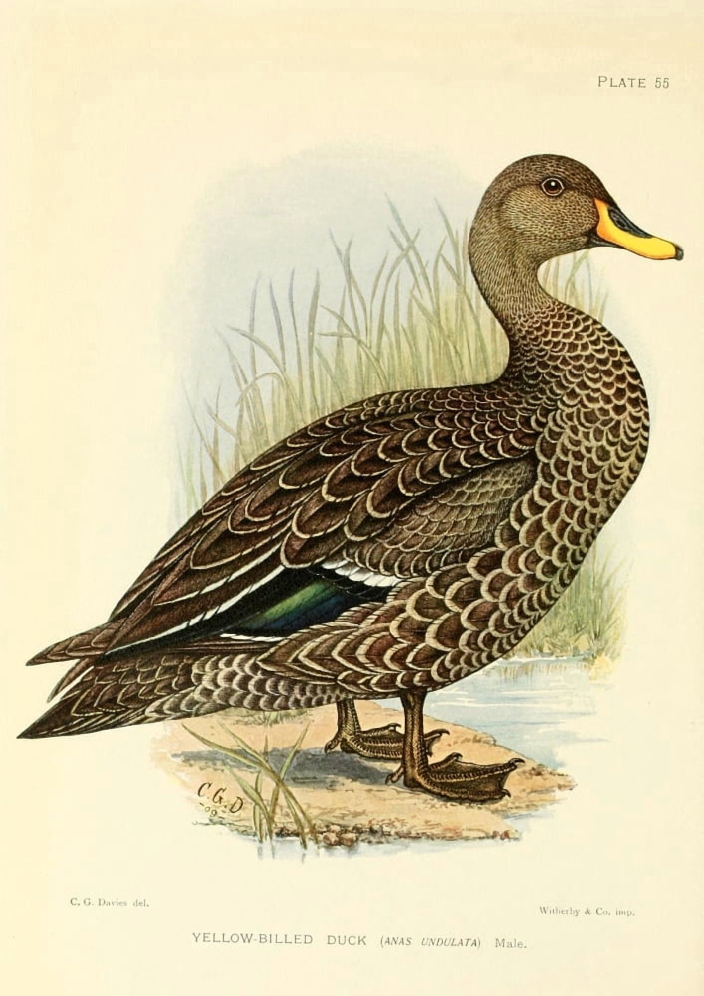 The Game-birds & Water-fowl of South Africa 1912 Yellow-billed Duck Canvas Art - Sergeant Charles G Davis (24 x 36)