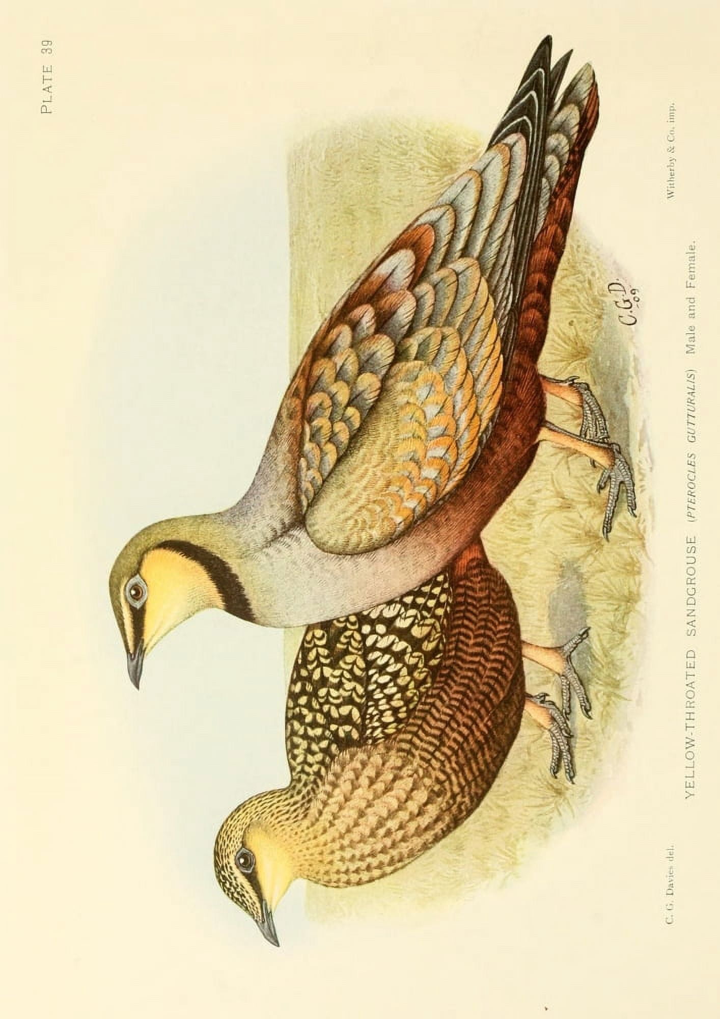The Game-birds & Water-fowl of South Africa 1912 Yellow-throated Sand-grouse Canvas Art - Sergeant Charles G Davis (24 x 36)
