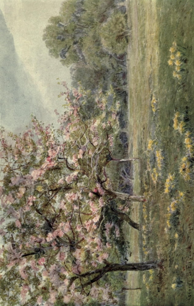The Garden that I Love 1906 Apple Blossom Canvas Art - George S Elgood (24 x 36)