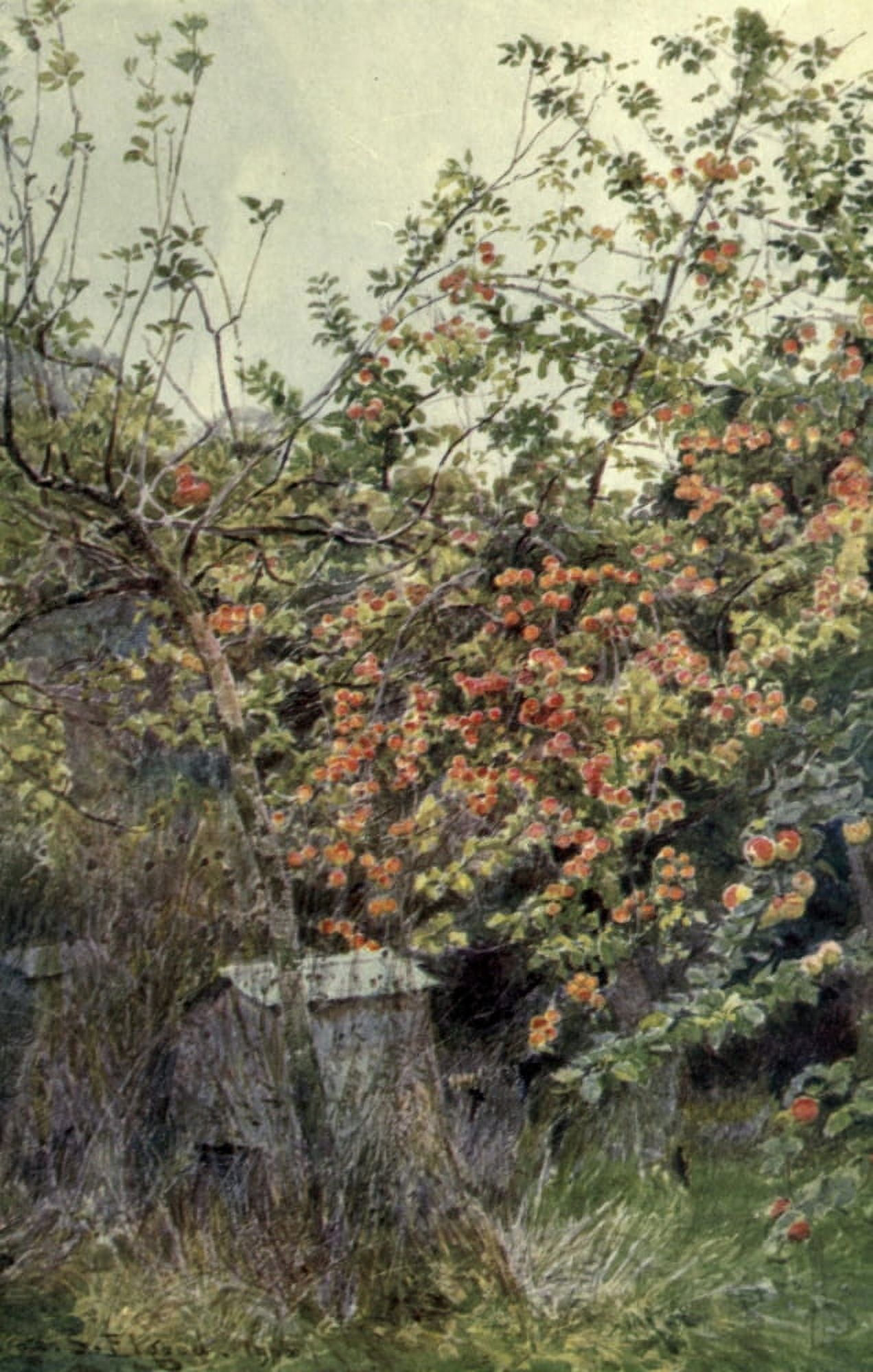 The Garden that I Love 1906 Apples Canvas Art - George S Elgood (18 x 24)