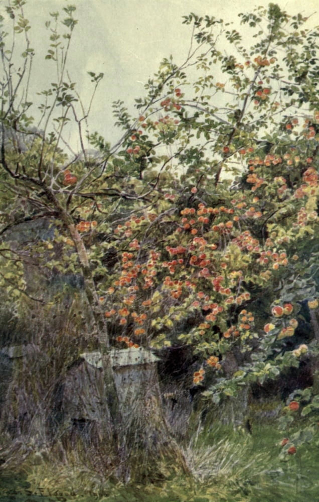 The Garden that I Love 1906 Apples Canvas Art - George S Elgood (24 x 36)