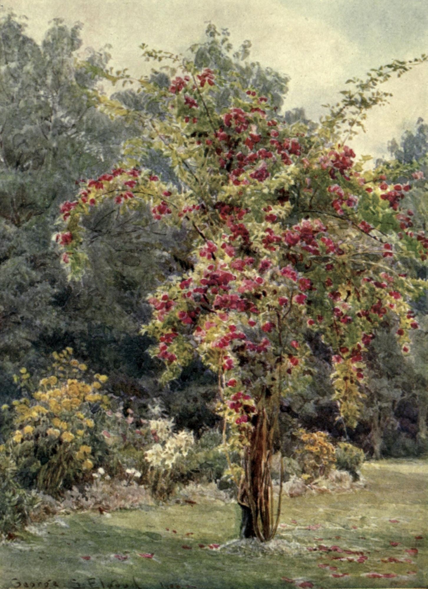 The Garden that I Love 1906 Crimson Rambler Canvas Art - George S Elgood (24 x 36)