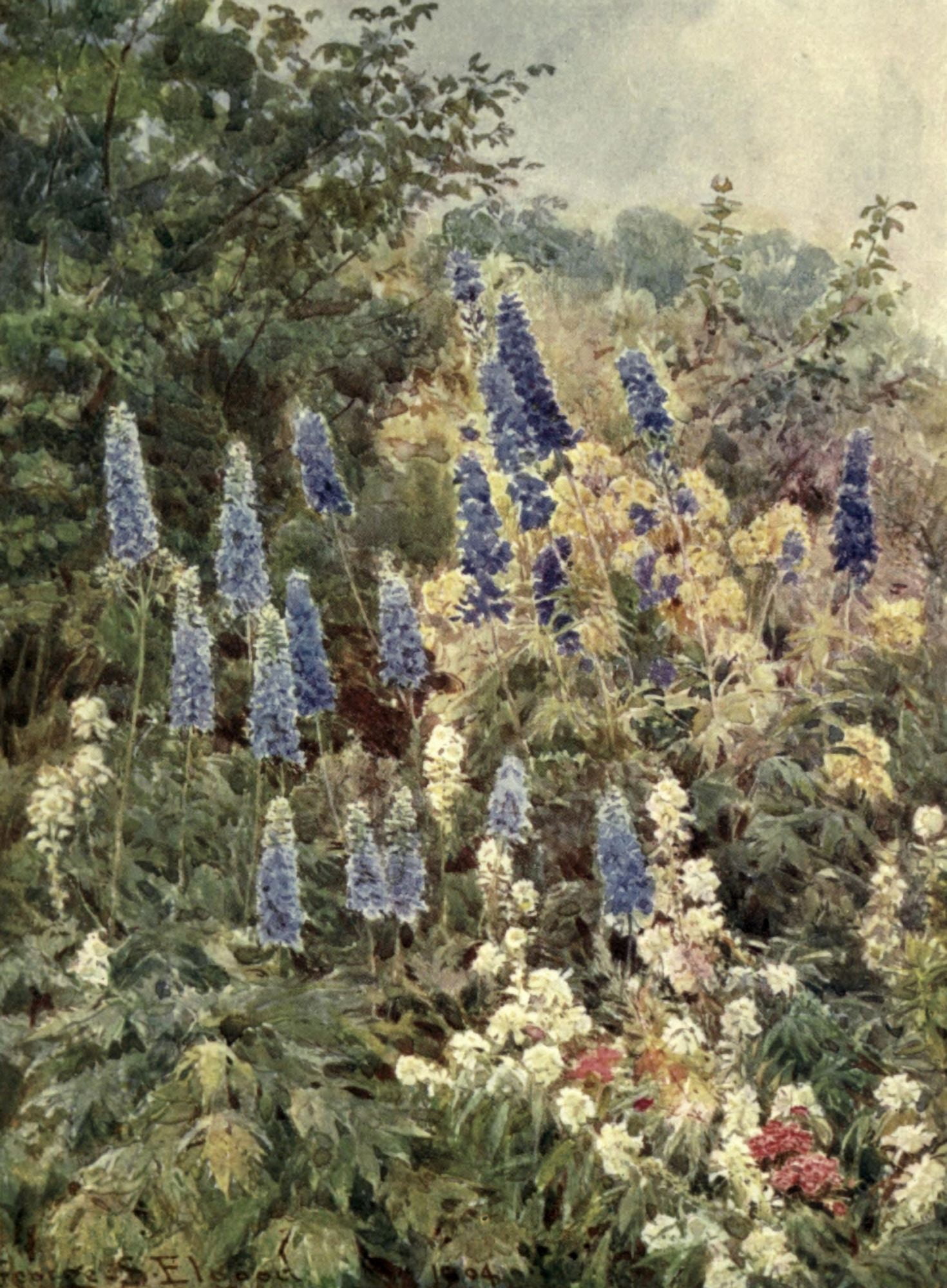 The Garden that I Love 1906 Larkspur & Meadow-Rue Canvas Art - George S Elgood (18 x 24)