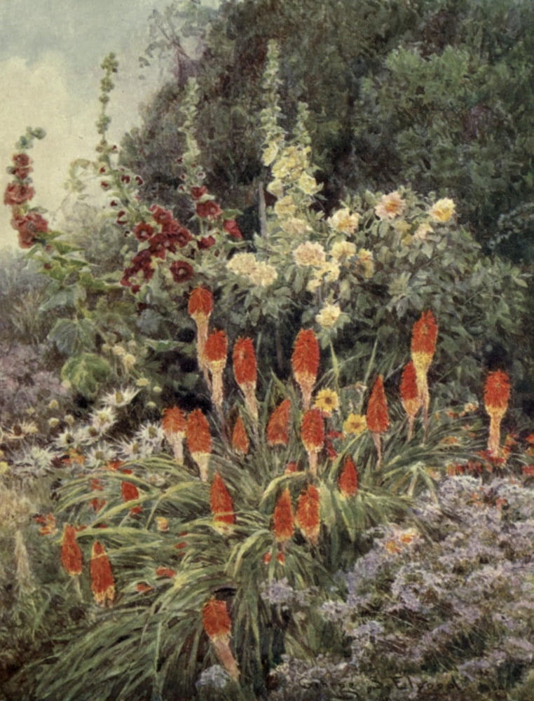 The Garden that I Love 1906 Torch Lily Canvas Art - George S Elgood (18 x 24)