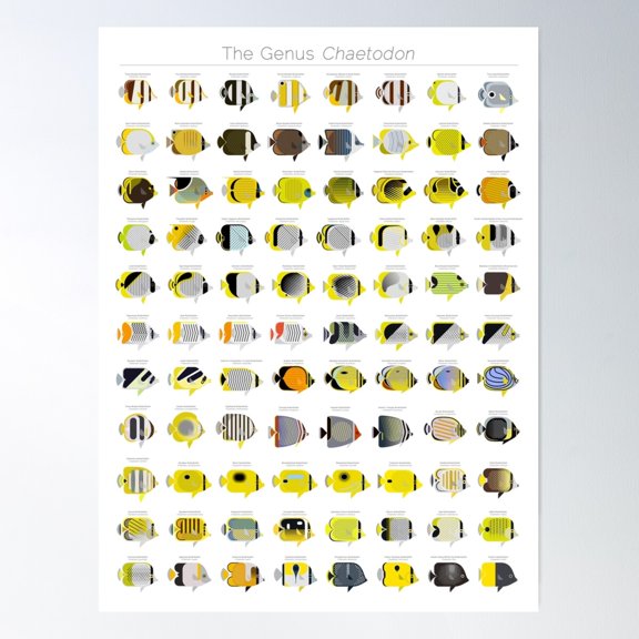 The Genus Chaetodon Poster Wall Art, Modern Wall Decor For Living Room Bedroom, 16x24 UNFRAMED