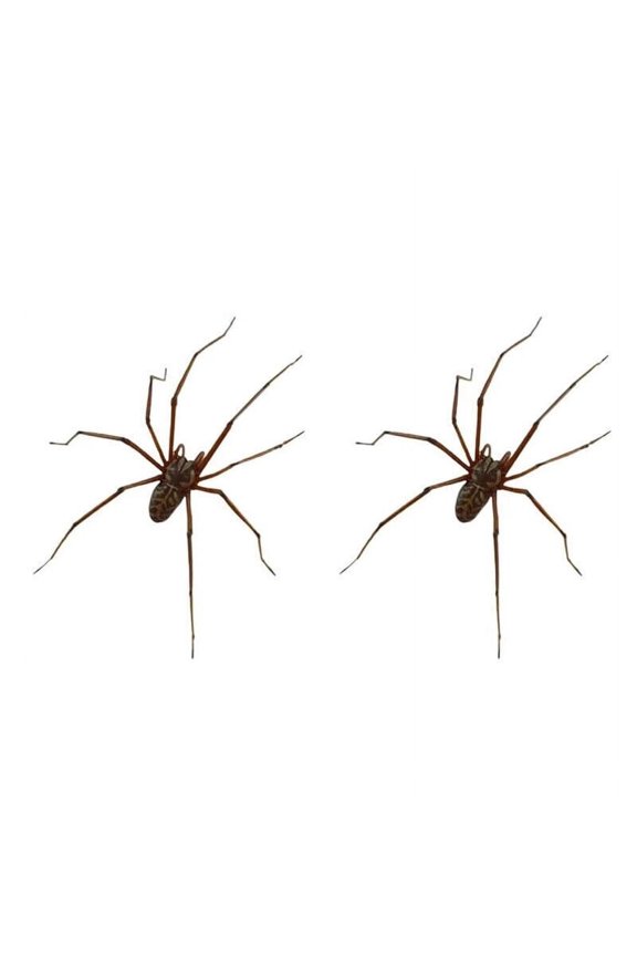 The Giant Spider Earring, Creepy Halloween Jewelry Spider Earring 3D Decorations-2PCS