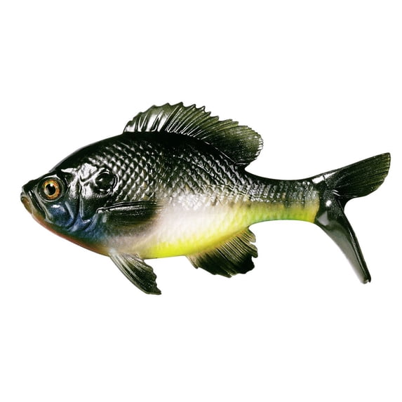 The Gill