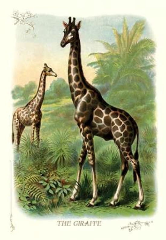 The Giraffe 1900 Canvas Art - Unknown (24 x 36)