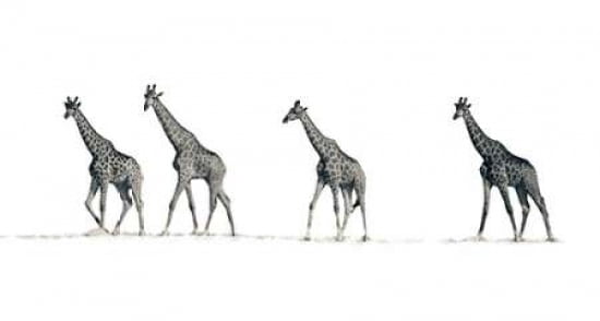 The Giraffes Canvas Art - Mario Moreno (24 x 36)