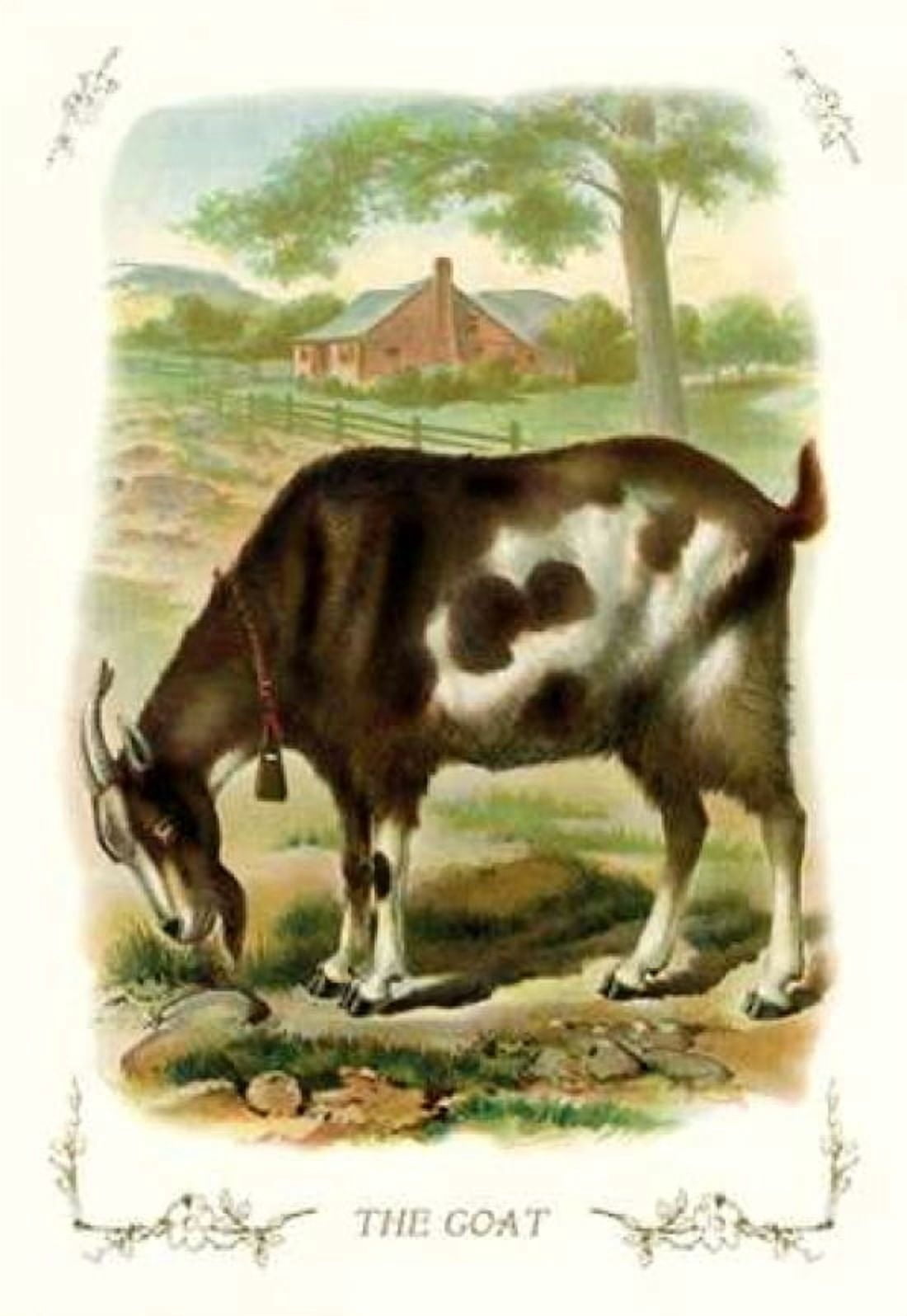 The Goat 1900 Canvas Art - Unknown (12 x 18)