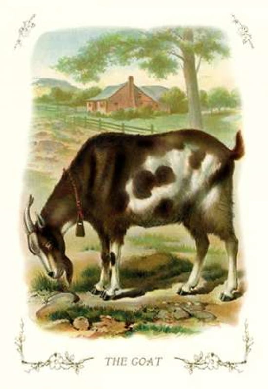 The Goat 1900 Canvas Art - Unknown (24 x 36)