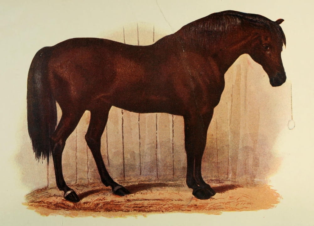 The Godolphin Arabian Canvas Art - Unknown (24 x 36)