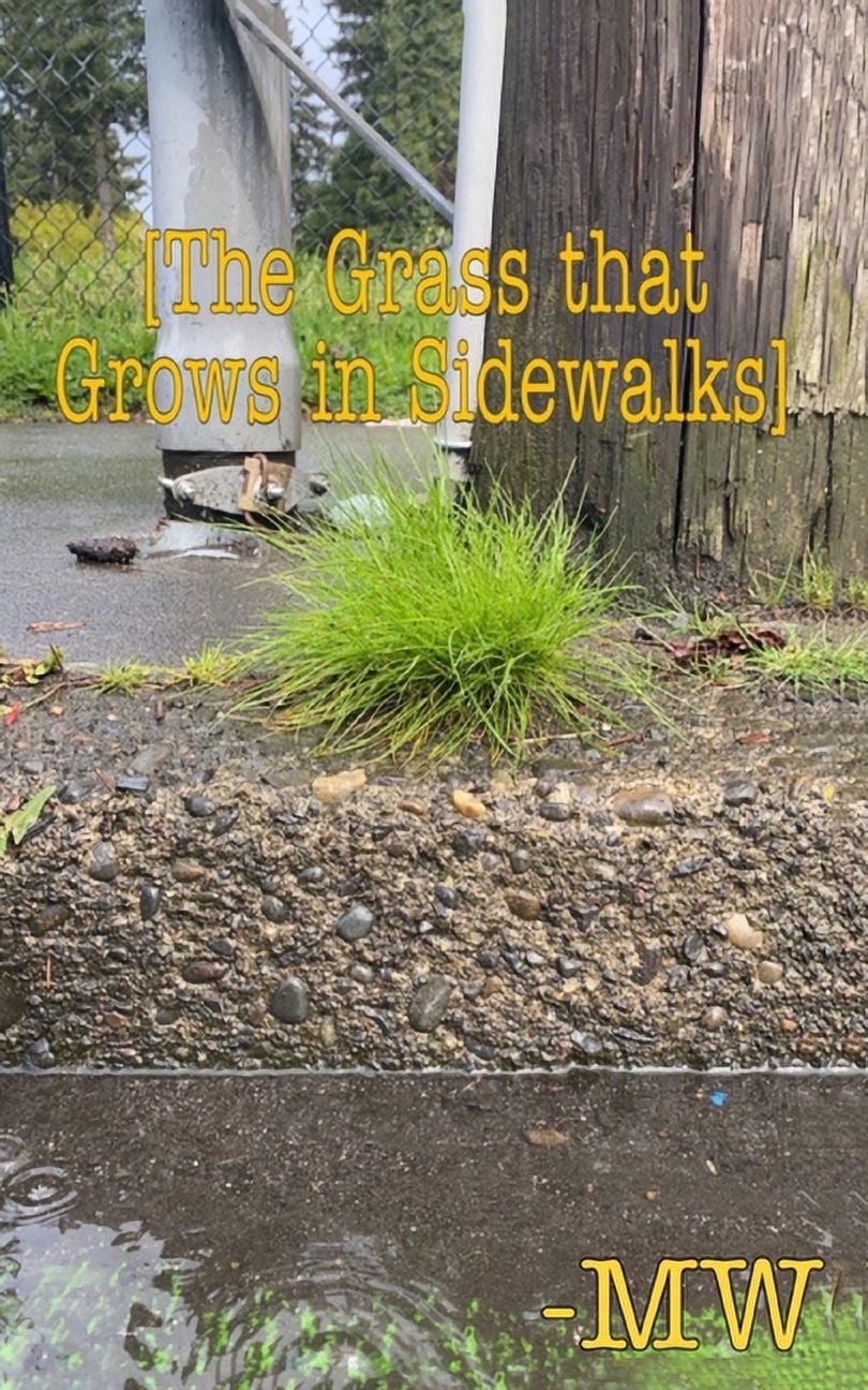 The Grass that Grows in Sidewalks, (Paperback)