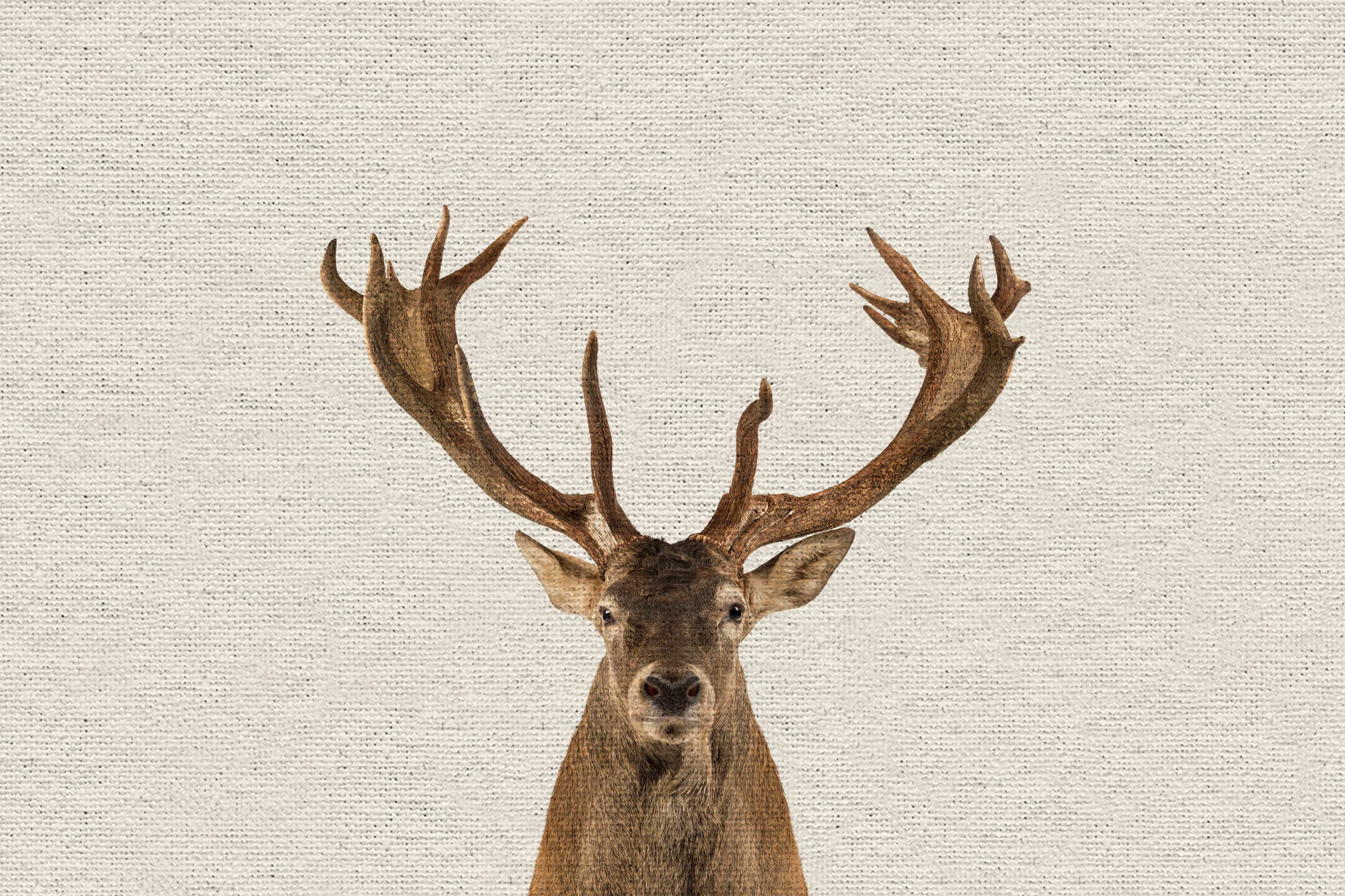 The Great Antler Painting Print on Wrapped Canvas