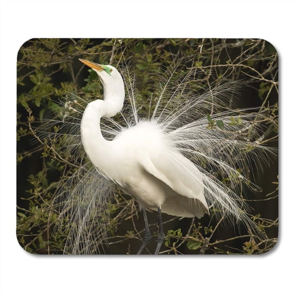 The Great Egret in Breeding Plumage is Little Over Three Feet Tall with Wingspan of Almost Five It Has Mousepad Mouse Pad Mouse Mat 9x10 inch