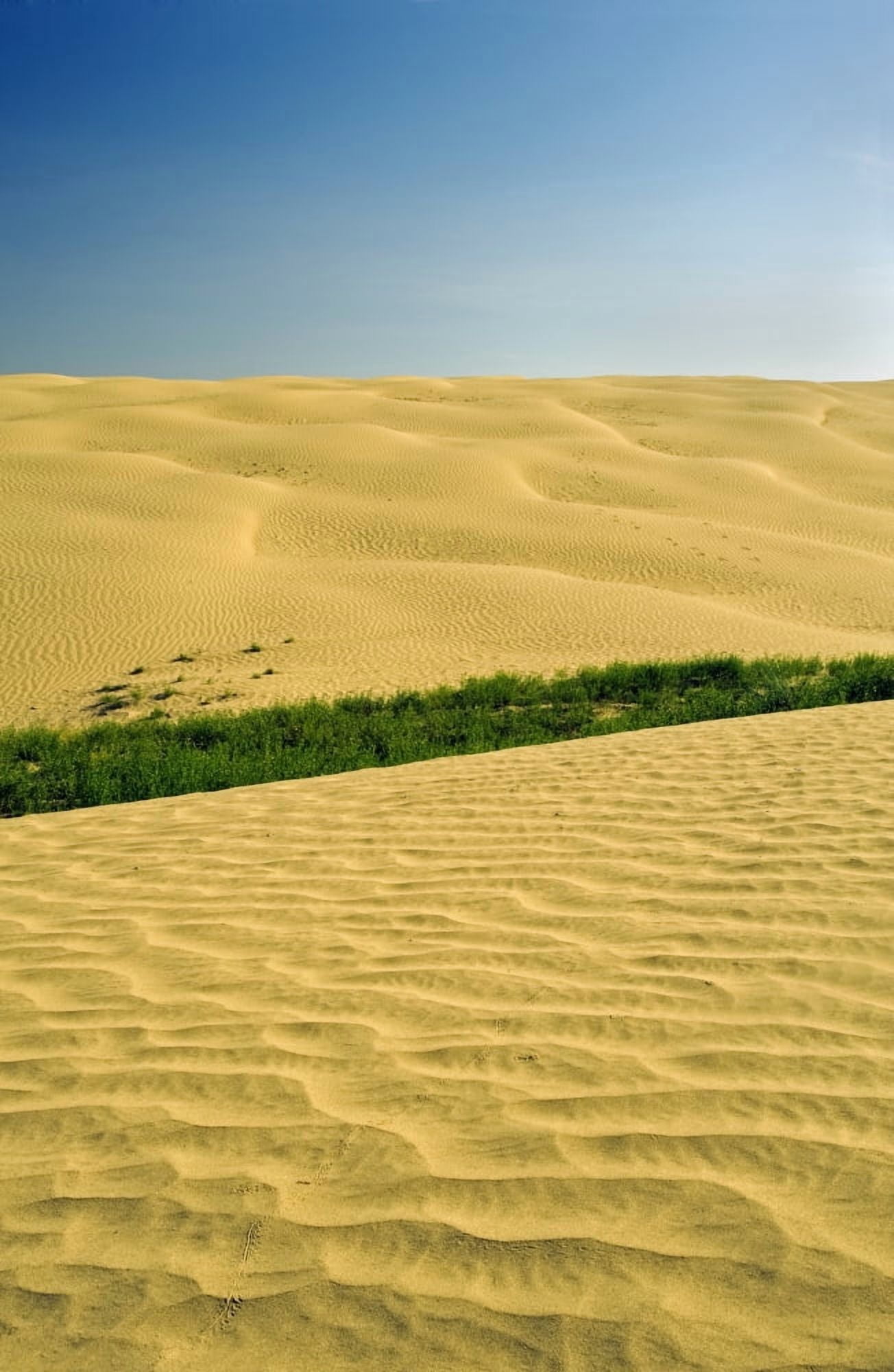 The Great Sandhills Near Sceptre Saskatchewan Canvas Art - Dave Reede Design Pics (22 x 36)