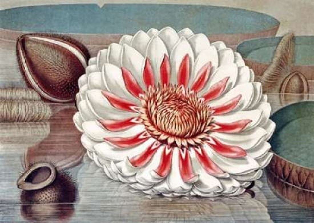 The Great Water Lily of America - Complete Bloom Canvas Art - William Sharp (20 x 28)
