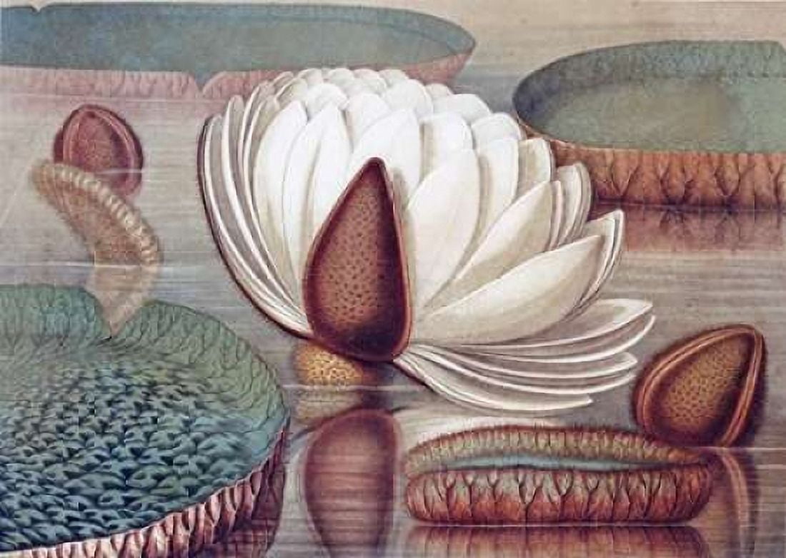 The Great Water Lily of America - Opening Flower Canvas Art - William Sharp (20 x 28)