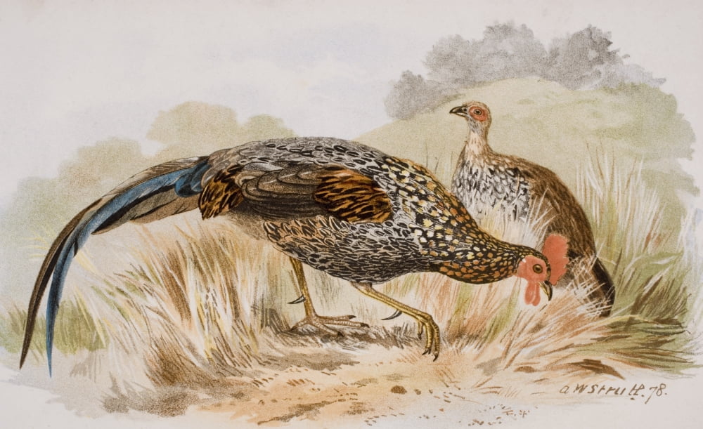 The Grey Jungle Fowl Or Sonnerats Junglefowl Gallus Sonnerati Canvas Art - Ken Welsh Design Pics (36 x 22)