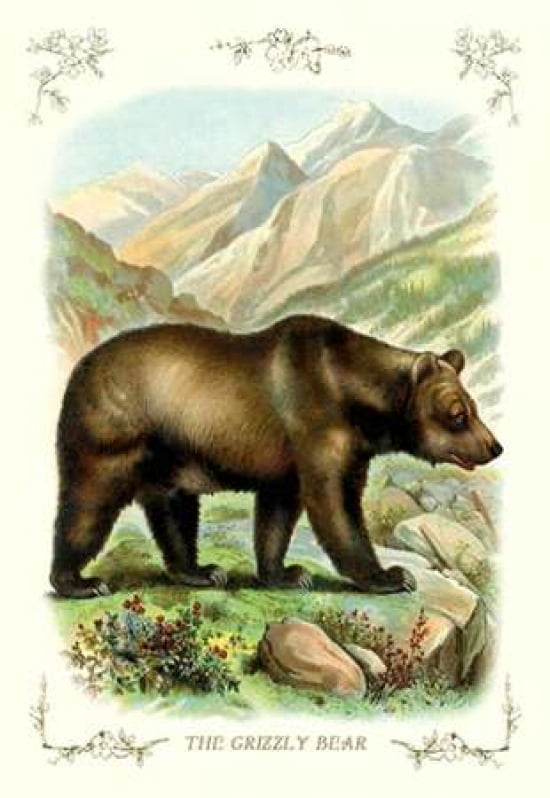 The Grizzly Bear 1900 Canvas Art - Unknown (24 x 36)