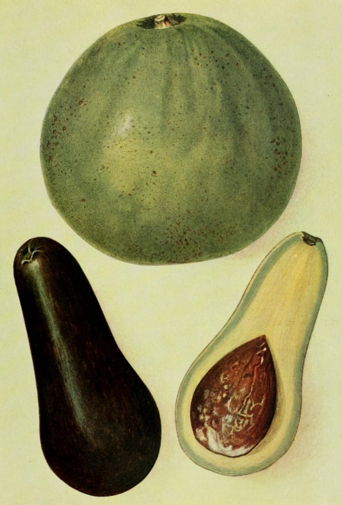 The Grocers Encyclopedia 1911 Alligator Pears Canvas Art - (18 x 24)