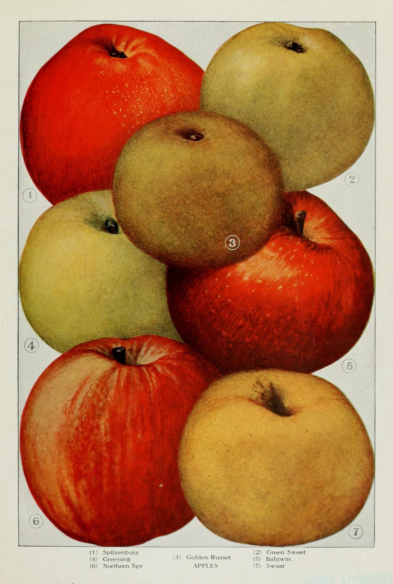 The Grocers Encyclopedia 1911 Apples 1 Canvas Art - (24 x 36)