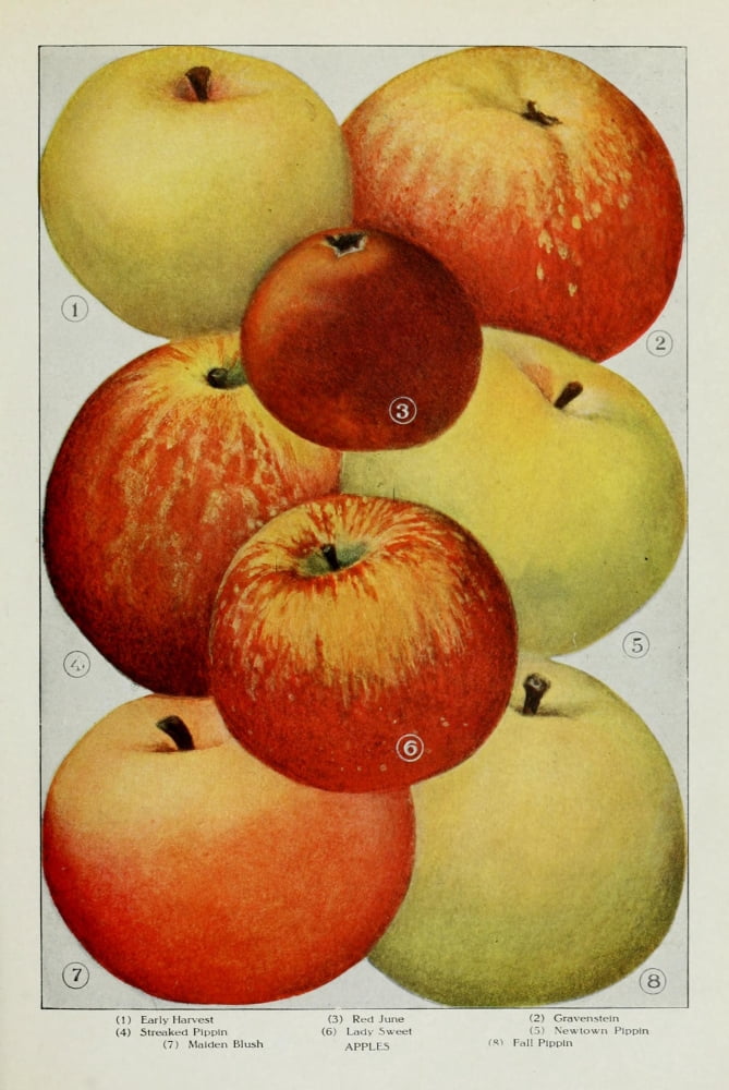 The Grocers Encyclopedia 1911 Apples 2 Canvas Art - (18 x 24)