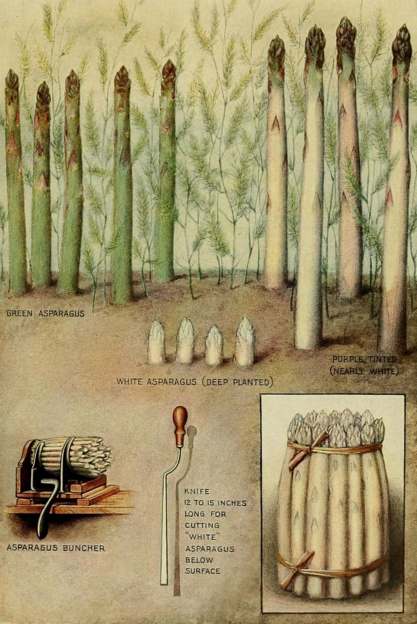 The Grocers Encyclopedia 1911 Asparagus Canvas Art - (18 x 24)