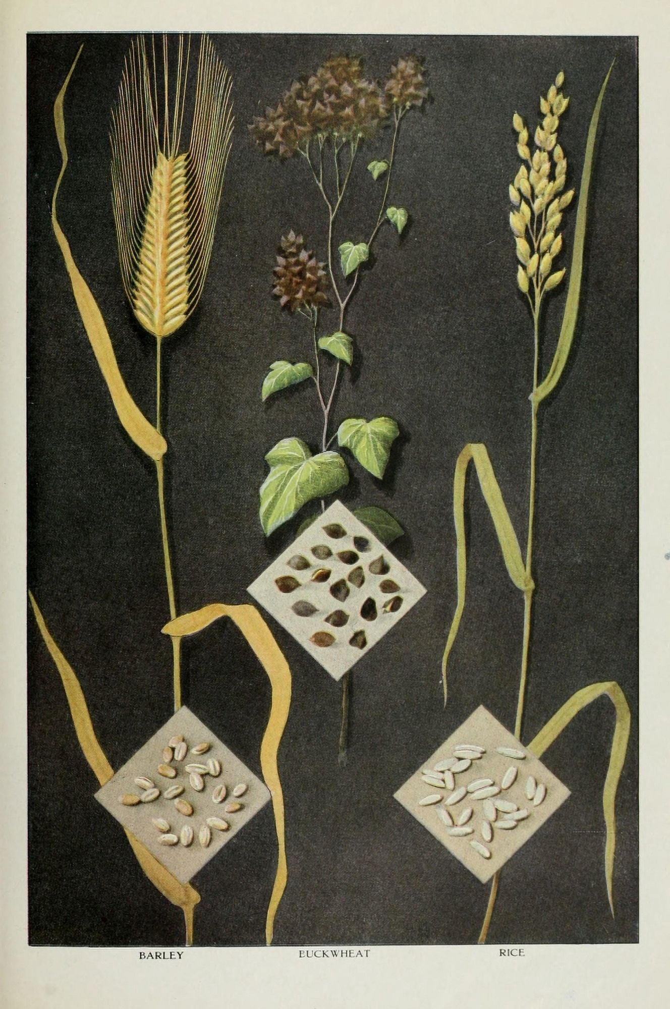 The Grocers Encyclopedia 1911 Barley Buckwheat & Rice Canvas Art - (24 x 36)