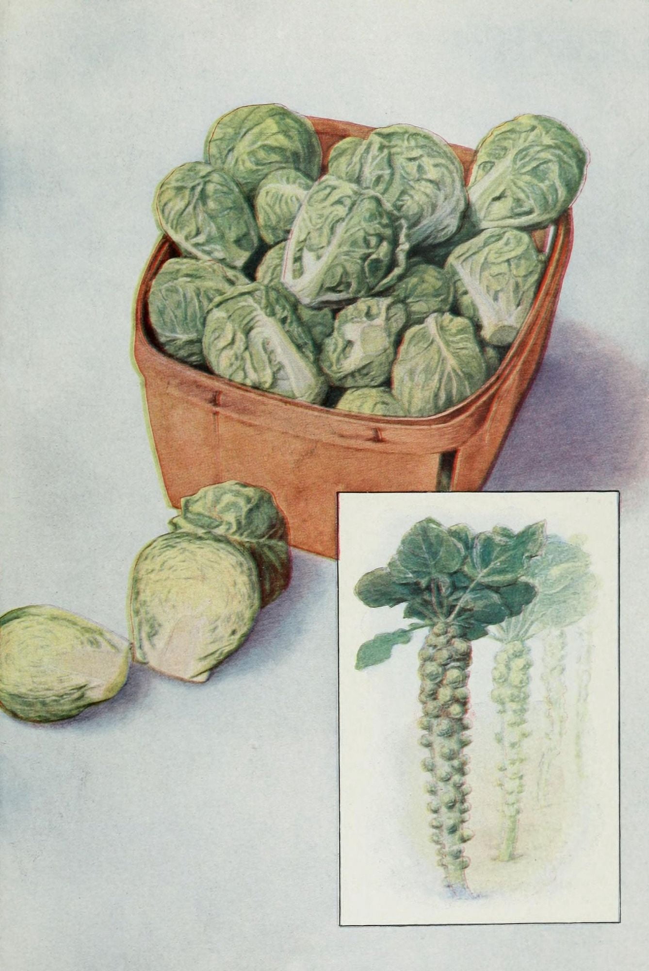 The Grocers Encyclopedia 1911 Brussell Sprouts Canvas Art - (18 x 24)